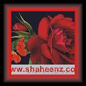 Shaheenz Phool 0v1 * 24.10.2011 * 501 x 387 * (35KB)